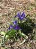 The pretty little Barbary Nut (miniature wild iris) seen in Mijas Costa, S.Spain.